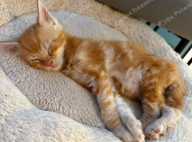 Gorgeous 9 week old Maine Coon Cross Kittens Ready Now