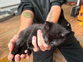 4 kittens for sale