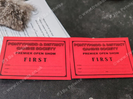 KC PEKINGESE PUPPYS AVAILABLE Now!!!
