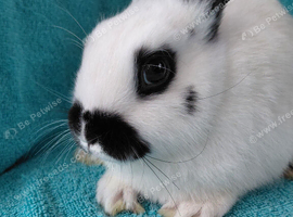 Sweet mini girl. Quiet and loves to go on the grass. 6 months old.Beautiful little girl.