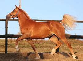Quality Yearling Filly