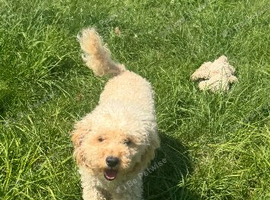 Cream toy poodle small beautiful natured