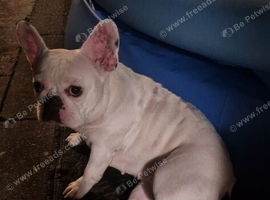 French bulldog 2 years old