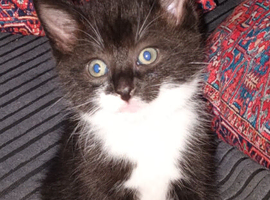 6 adorable kittens ready in 2 weeks