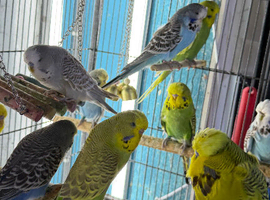 Budgies Glasgow