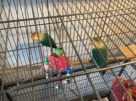 Beautiful Lovebirds