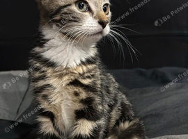 Turkish Angora