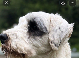 Beautiful stud dog available