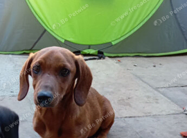 Dachshund