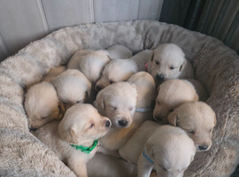 retreiver pippies