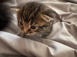 2 beautiful female kittens