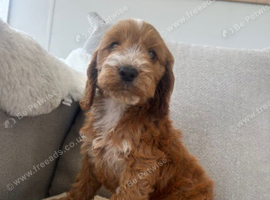 Cockapoo pups