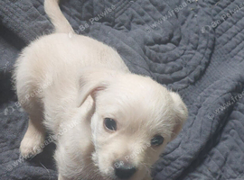 Half Chihuahua half Lhasa puppie