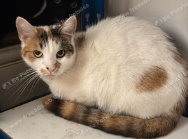 Cat female 2 yr