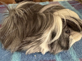 Peruvian magpie colour boar 5 mths