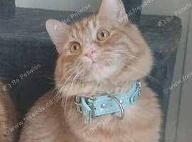 Gizmo