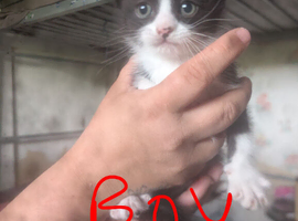 2 male kittens