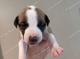 Quality whippet puppies.