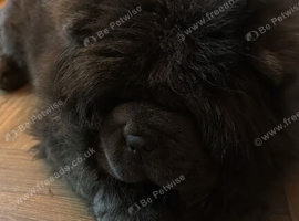 Female chow chow