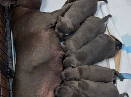 Blue Staffordshire Bull Terrier