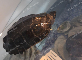 Reeve turtle