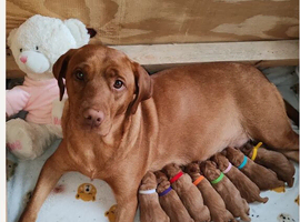 FOX RED LABRADOR RETRIEVER PUPPYS READY NOW
