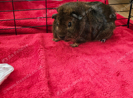 Two Female Guinea Pigs