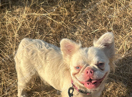 Female frenchie
