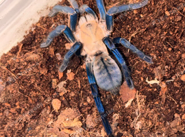 Tarantulas