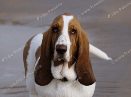 Basset hound