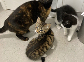 Kittens one boy one girl flead/wormed