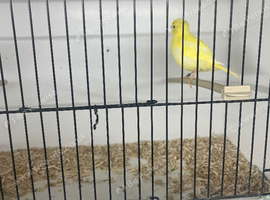 Champion Fife canaries