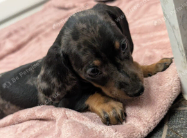Two miniature dapple dachshunds