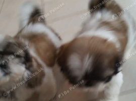 Shih tzu litter of puppies