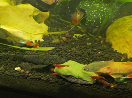 Bristlenose plecos looking for new waters