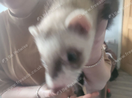 ferrets
