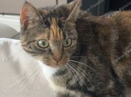 House cat missing since 18 August
