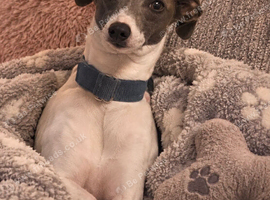Beautiful girl sadly for sale