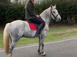 New forest gelding