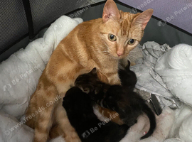 7 week old kittens