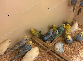 Mixed Budgies