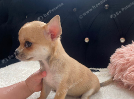 Chihuahua puppies 1 girl