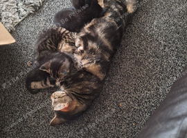 4 kittens for sale