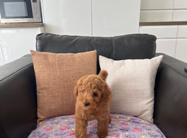 KC Red Toy Poodles. Health Tested Parents