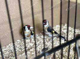 Pair goldfinch 25 bbc rung