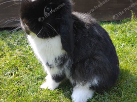 Purebred mini lop buck