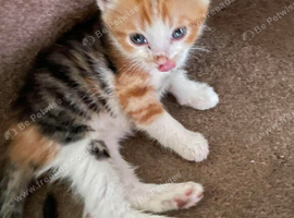 Mixed breed kittens