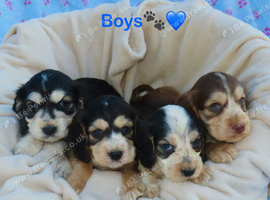 Beautiful Cocker Spaniel Puppies