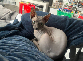 11 month old sphynx