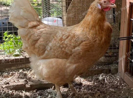 Poultry Boarding In Nottingham